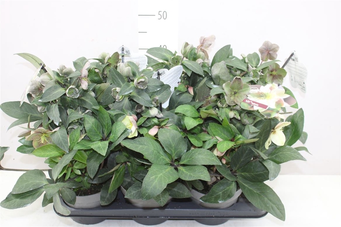 <h4>Helleborus Viv Valeria 35+</h4>