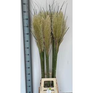 CORTADERIA OV