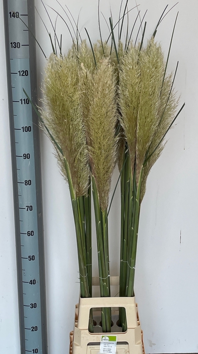 <h4>CORTADERIA OV</h4>
