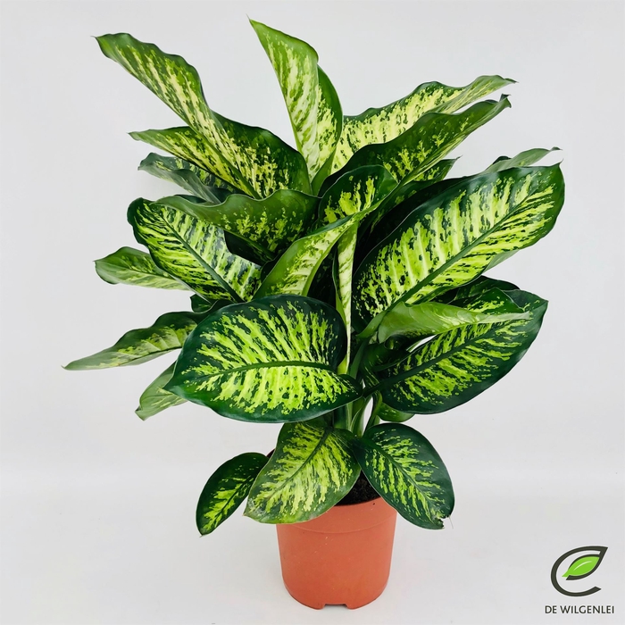 <h4>Dieffenbachia seg. 'Maroba'</h4>