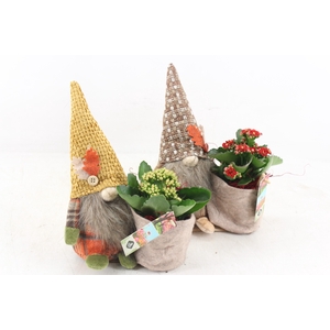 arr2 JS - Gnome herfst mix x4