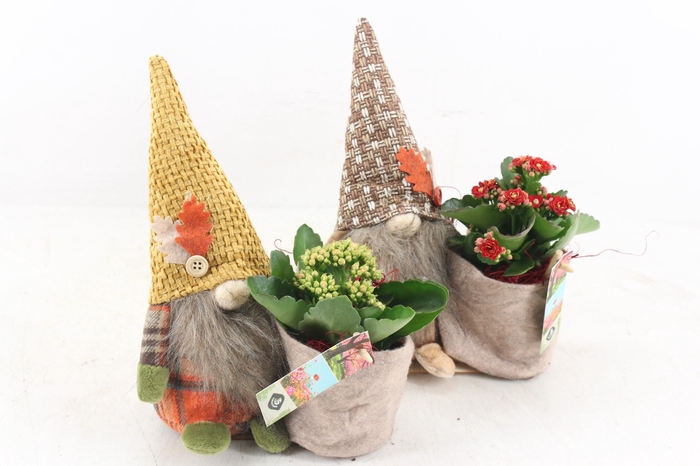 <h4>arr2 JS - Gnome herfst mix x4</h4>