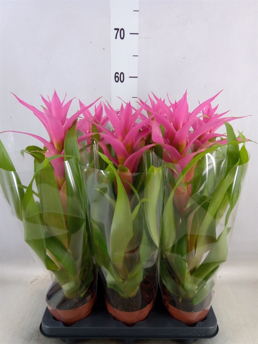 <h4>Guzmania  'Suerte Cerise</h4>