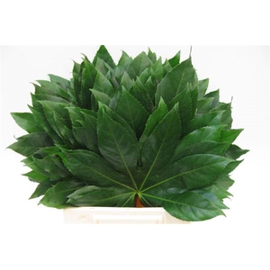 Aralia I