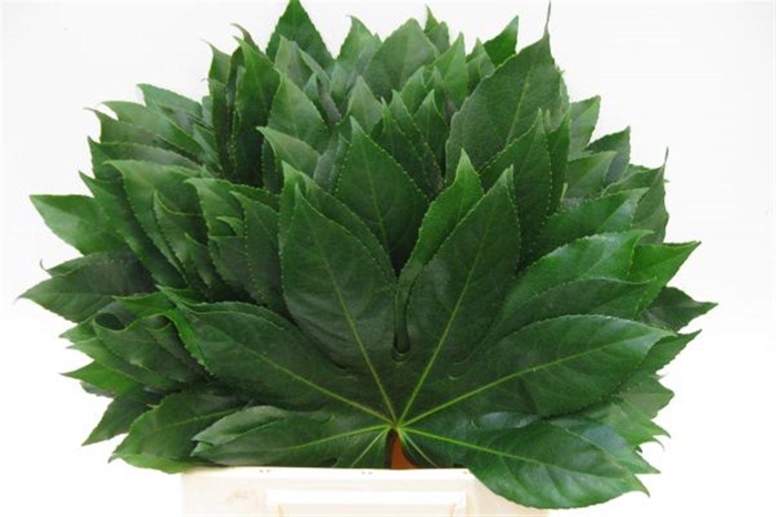 <h4>Aralia I</h4>