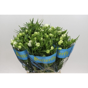 Ranunculus Butterfly Ninos