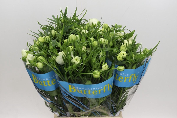 <h4>Ranunculus Butterfly Ninos</h4>