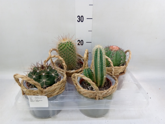 <h4>Cactus   ...</h4>