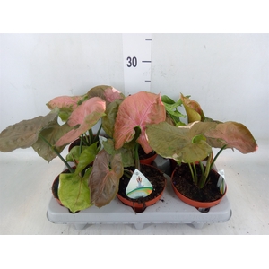 Syngonium   ...
