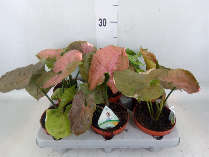 <h4>Syngonium   ...</h4>