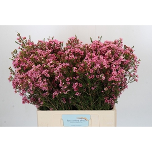 Chamelaucium Sarah's Delight