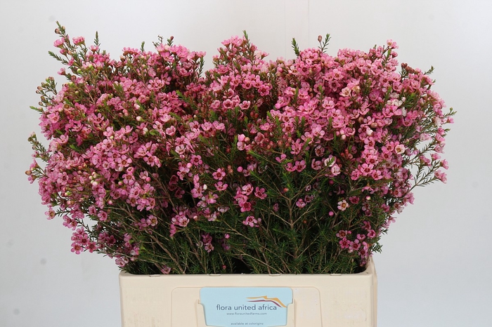 <h4>Chamelaucium Sarah's Delight</h4>