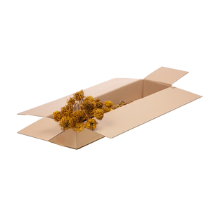 Ammi Majus Sb Yellow