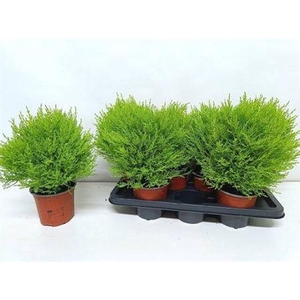 Cupressus macrocarpa 'Goldcrest' diverse vormen