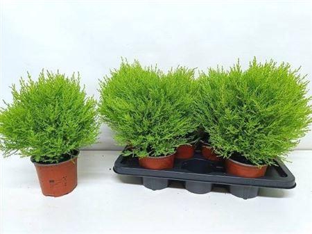 <h4>Cupressus macrocarpa 'Goldcrest' diverse vormen</h4>