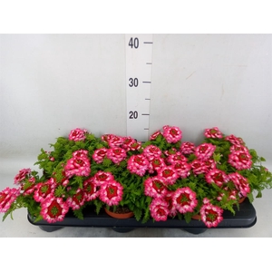 Verbena  'Drums Red Shades'