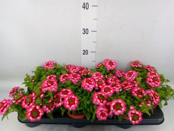 <h4>Verbena 'Drums Red Shades'</h4>