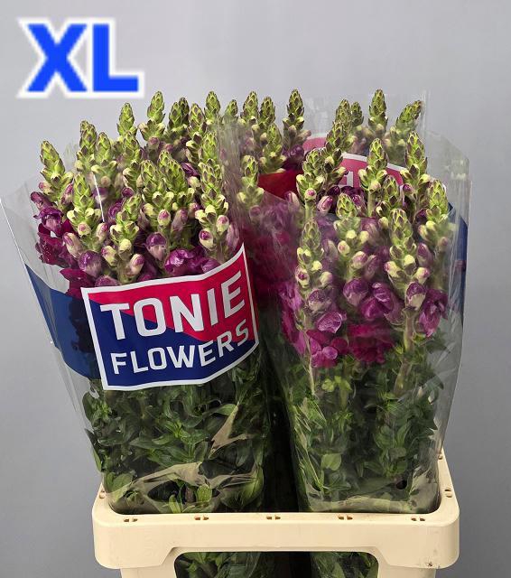 <h4>ANTIR MARY RED</h4>