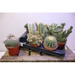 arr8 Cactus Gem