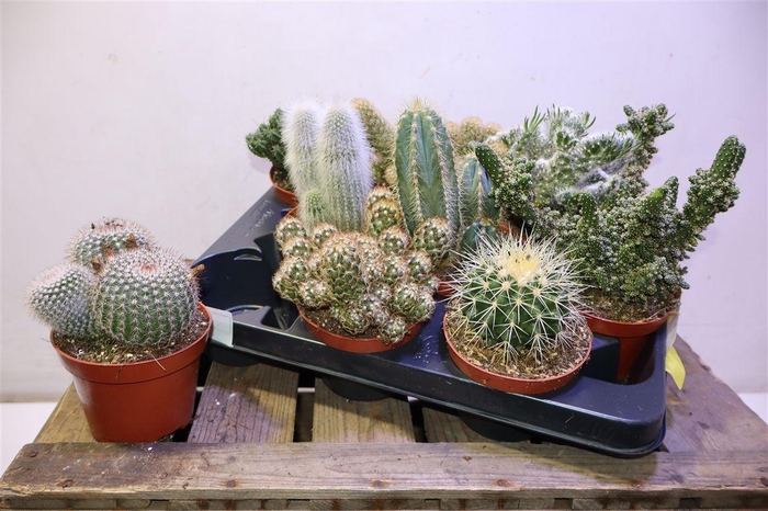 <h4>arr8 Cactus Gem</h4>