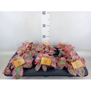 Episcia cupreata 'Pink Brocade'