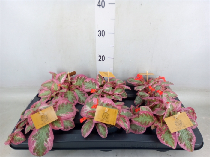 <h4>Episcia cupreata 'Pink Brocade'</h4>