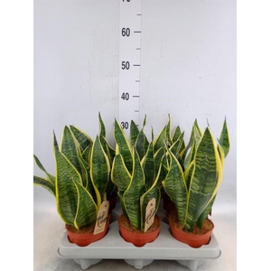 Sansevieria trifa. 'Futura Superba'