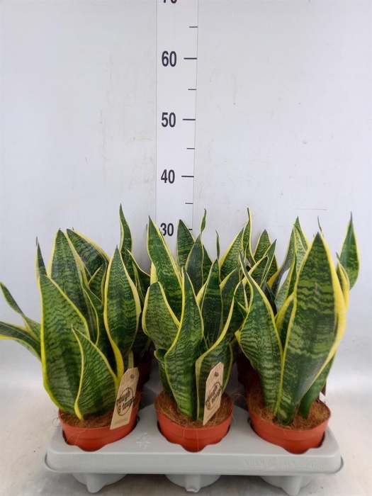 <h4>Sansevieria trifa. 'Futura Superba'</h4>