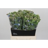 Oxypetalum Tweedia Blue