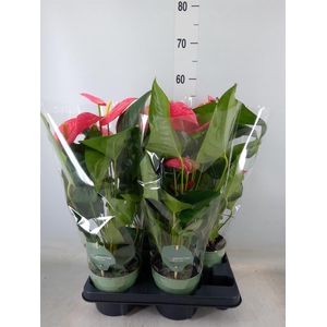 Anthurium andr. 'Maine'