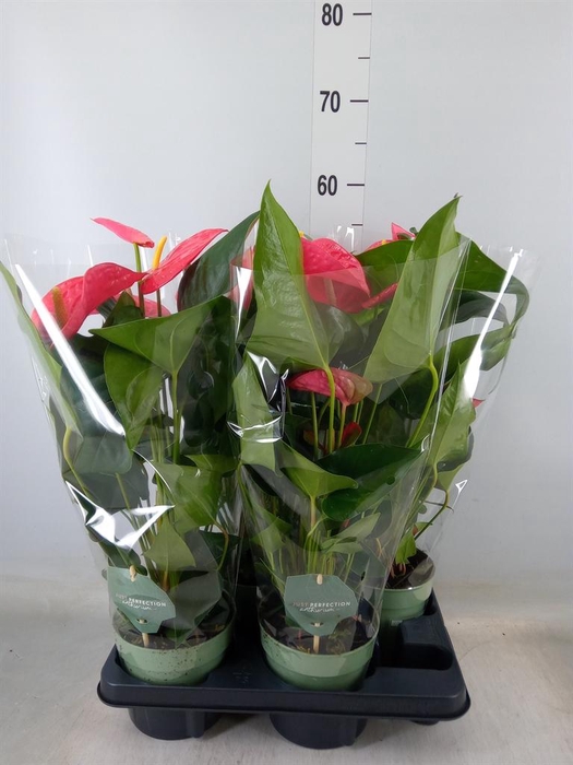 <h4>Anthurium andr. 'Maine'</h4>