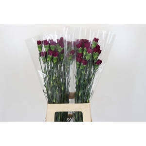 Dianthus St Yukari Violet