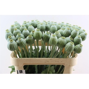 Papaver So Bowl Ball