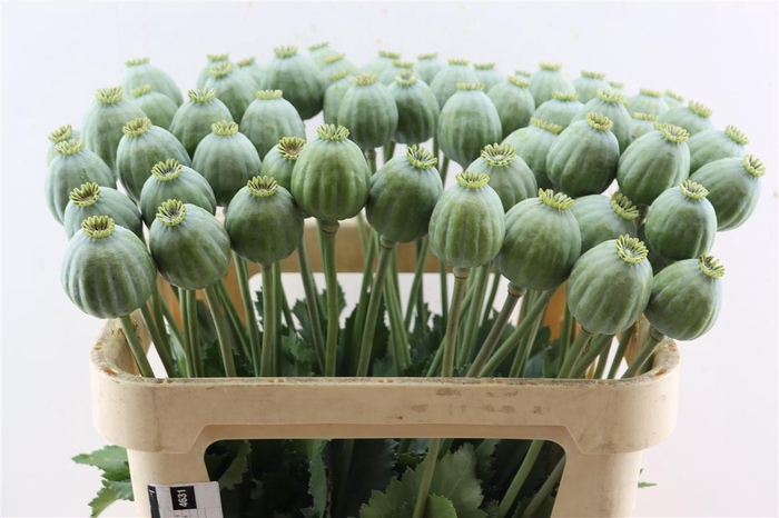 <h4>Papaver So Bowl Ball</h4>
