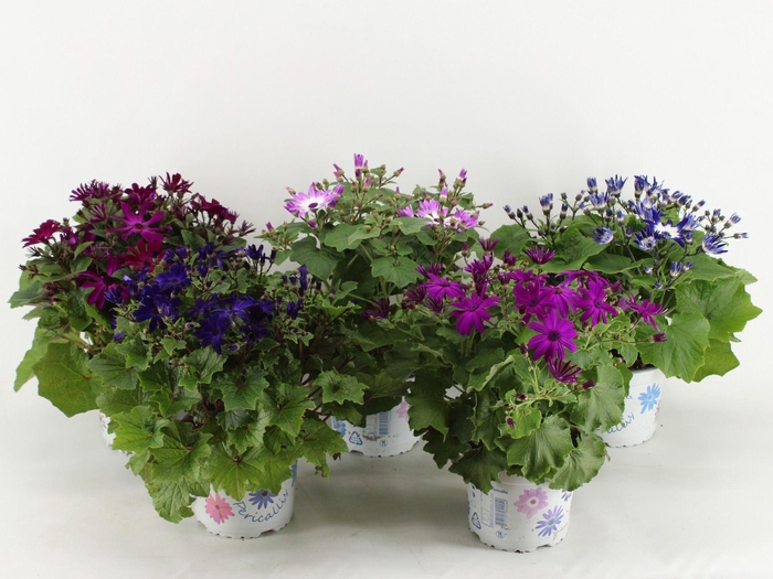 <h4>Pericallis (Cruentus Grp) Senetti gemengd</h4>