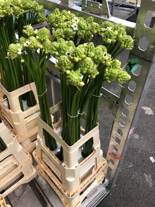 ORNITHOGALUM SAUNDERSIAE