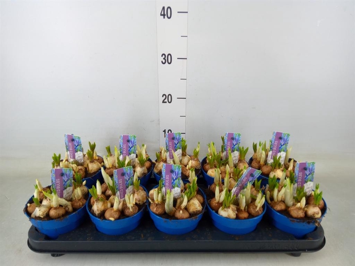 <h4>Bolbloemen   ...mix</h4>