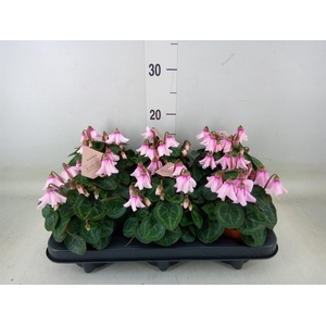 Cyclamen KL 'Petticoat'