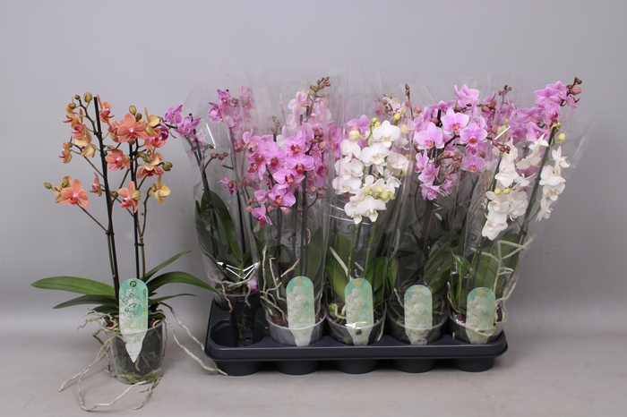<h4>PHAL MF GEM 8 KL</h4>