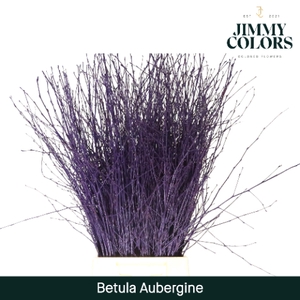 Betula L60 Aubergine