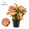 Syngonium