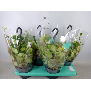 Peperomia  'Smaragd'