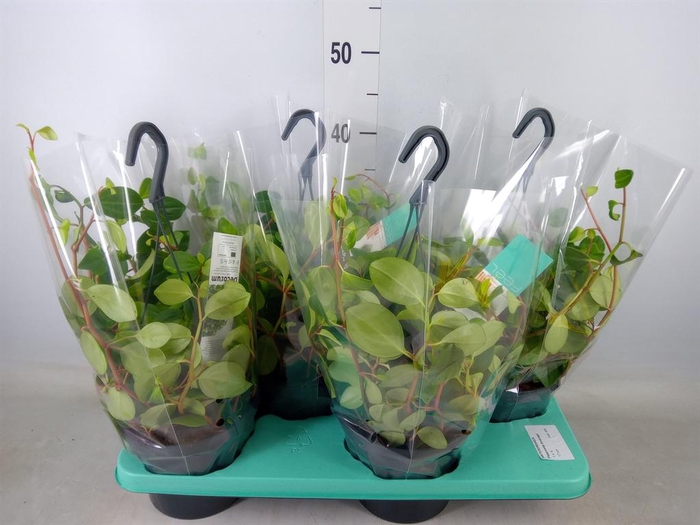 <h4>Peperomia 'Smaragd'</h4>