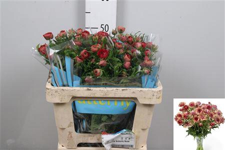 <h4>Ran Butterfly Musa</h4>