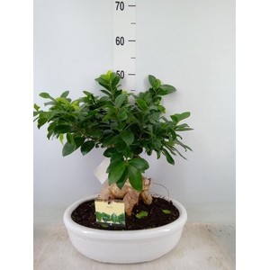 Ficus microcarpa 'Ginseng'