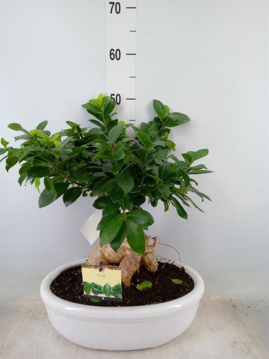 <h4>Ficus microcarpa 'Ginseng'</h4>