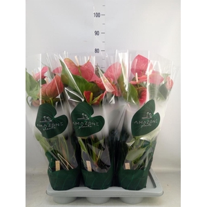 Anthurium andr. 'Colorado'