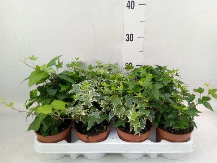 <h4>Hedera   ...mix</h4>