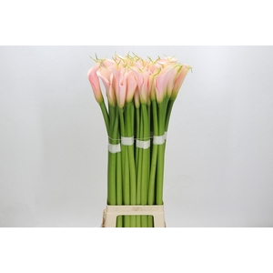 Zantedeschia Eydolls Salmon