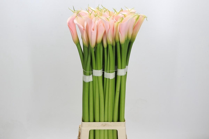 <h4>Zantedeschia Eydolls Salmon</h4>